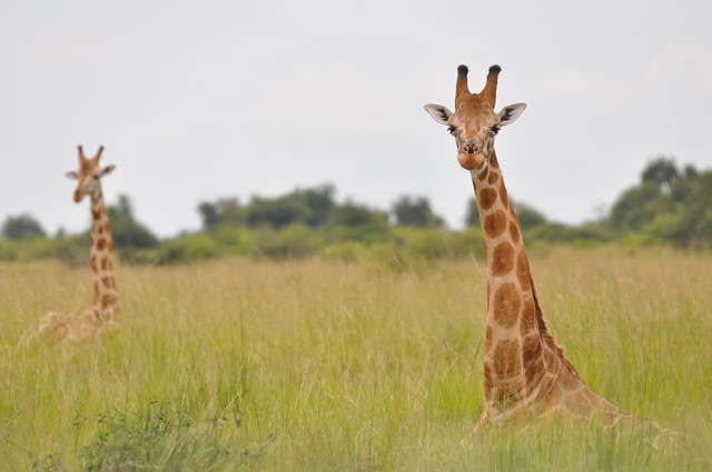 photo of giraffe 