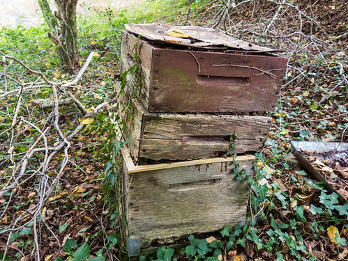 Abandoned beehive