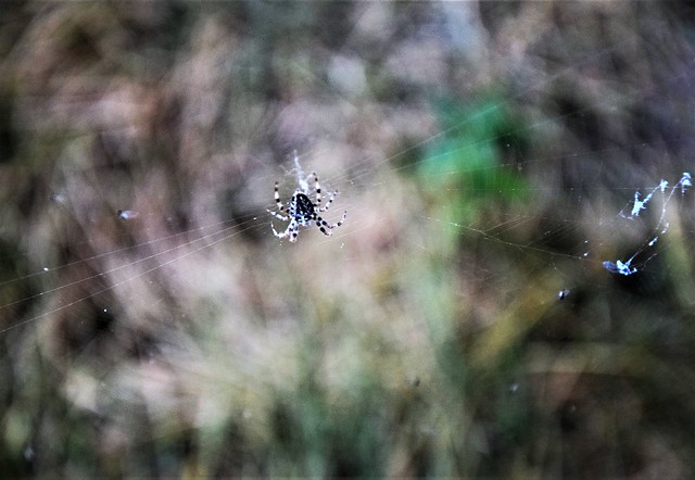 Spider Webs 14.10 (4)