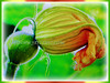 Cucurbita moschata (Pumpkin, Butternut Pumpkin, Butternut/Winter Squash, Cheese Pumpkin)