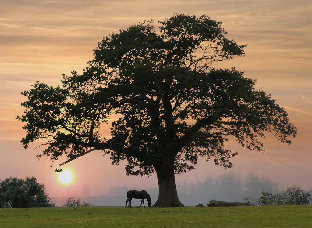 Silhouette of an oak tree at Backley Holmes in the New Forest. Credit JimChampion