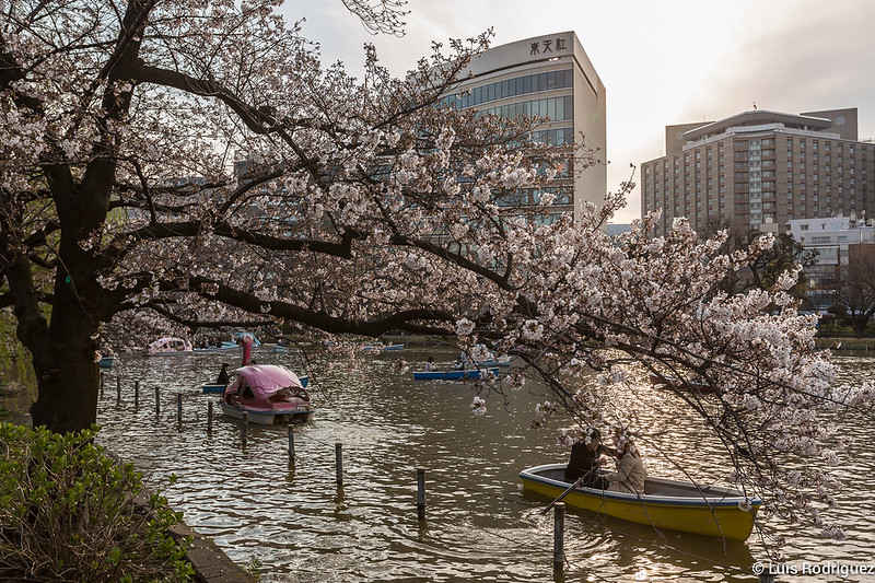 Parque de Ueno, en el itinerario de cerezos en flor