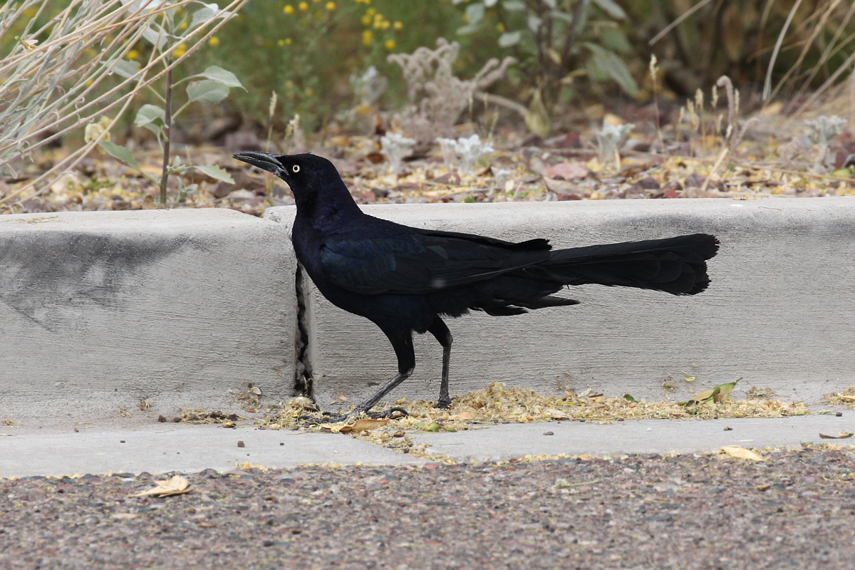Photograph titled 'Great-tailed Grackle'
