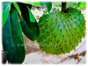 Annona muricata (Soursop, Prickly Custard Apple, Durian Belanda in Malay))