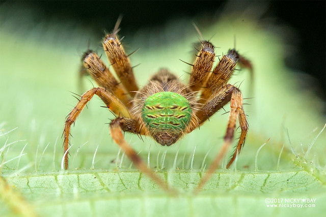 Orb weaver spider (Neoscona sp.) - ESC_0370