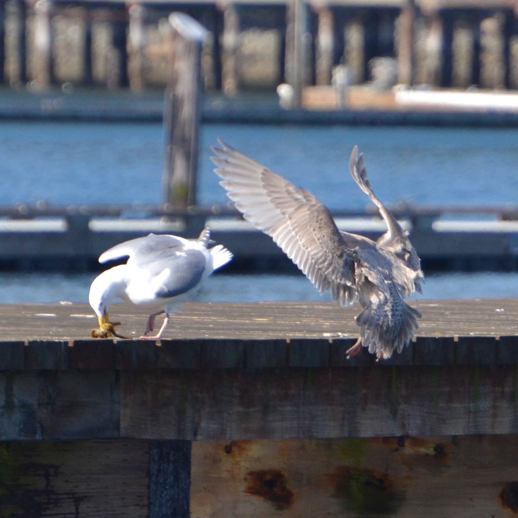gull fight