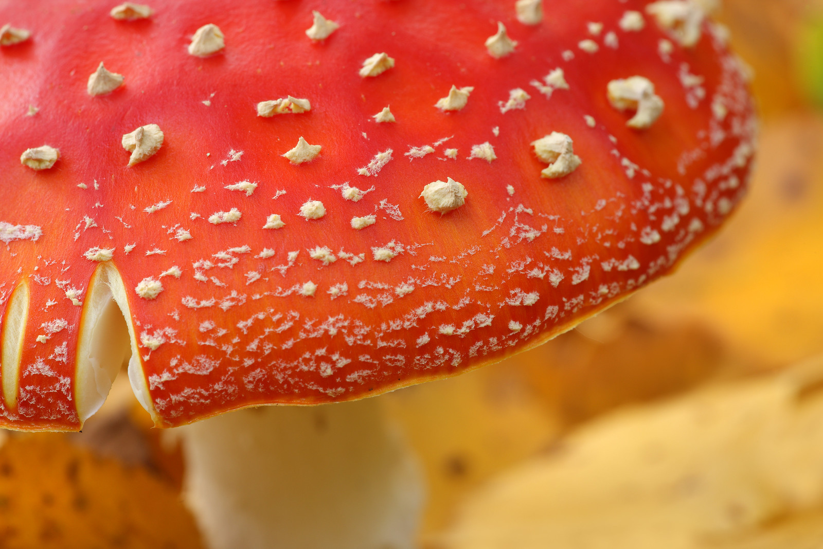Fly Agaric Absract