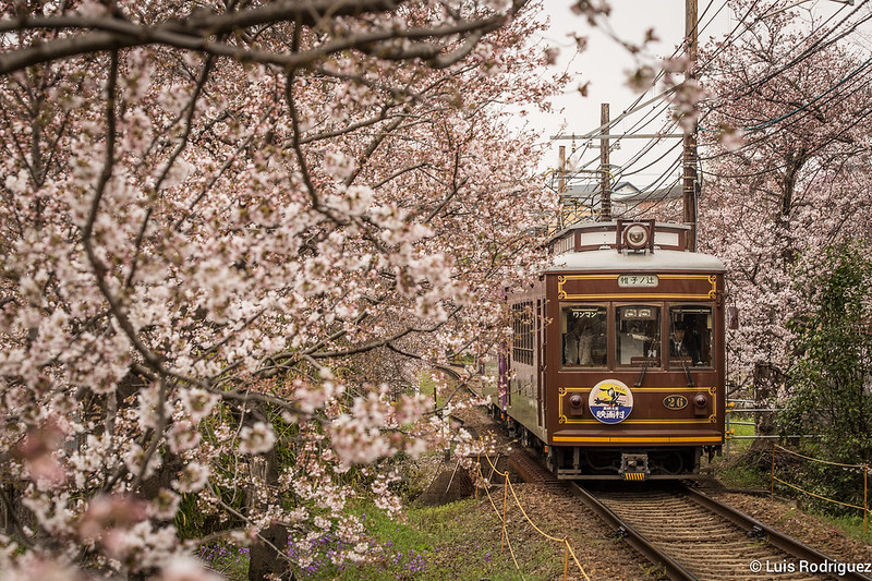Túnel de cerezos del tranvía de Arashiyama