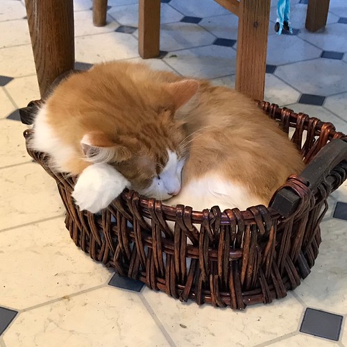 Winston has no self-control. He cannot resist a box or a basket.