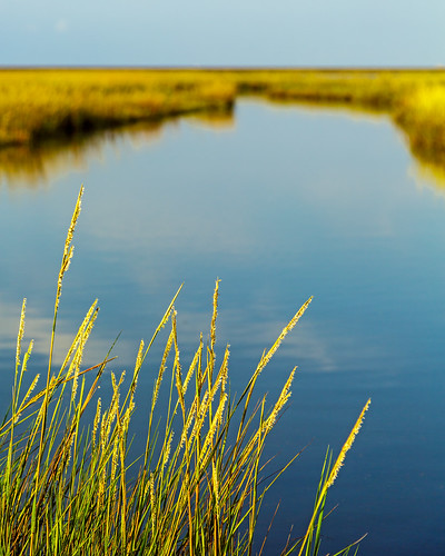 coastal estuary grass lowtide marsh marshland morning oquinnestuary saltmarsh seagrass water wetlands texascity texas unitedstates us