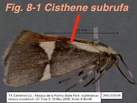 Fig 8-1 Cisthene subrufa Kons-Borth-BOLD