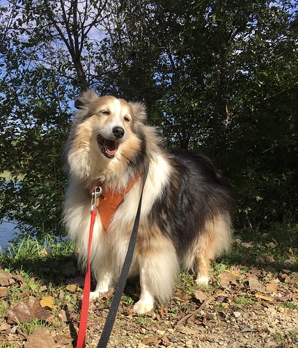 Maggie’s fall picture Sept 30, 2017