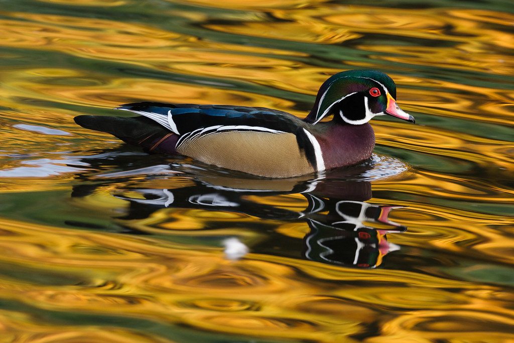 A wood duck swims in water color yellow and green by reflections of fall color in nearby trees