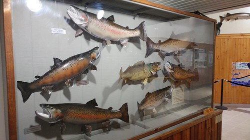 salmon river fish hatchery lake ontario altmar ny pulaski oswego county coho steelhead fishing chinook brown trout tourism dec