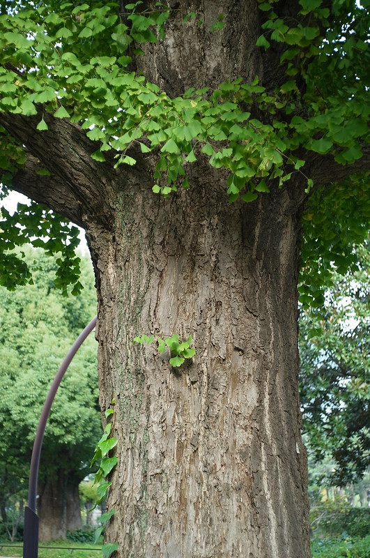 Ricoh GXR×Leica SUMMARON f2.8 35mm日比谷公園の木の幹