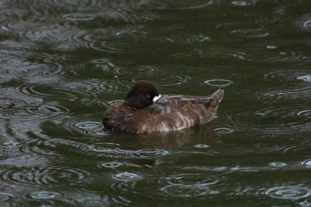 A female lesser scaup gets some rest as she swims in the rain