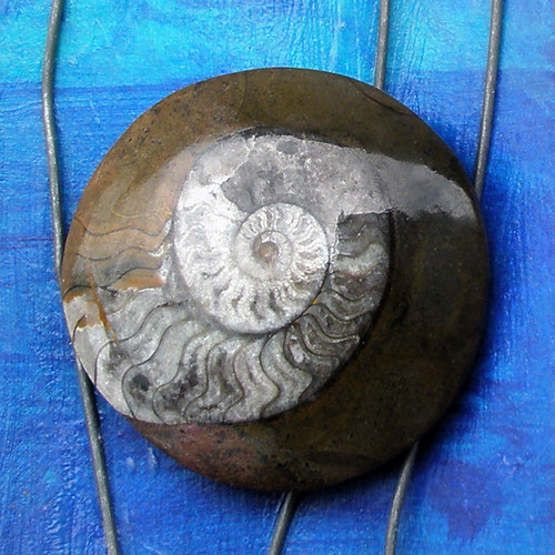 Polished ammonite fossil rock purchased as a souvenir in Morocco
