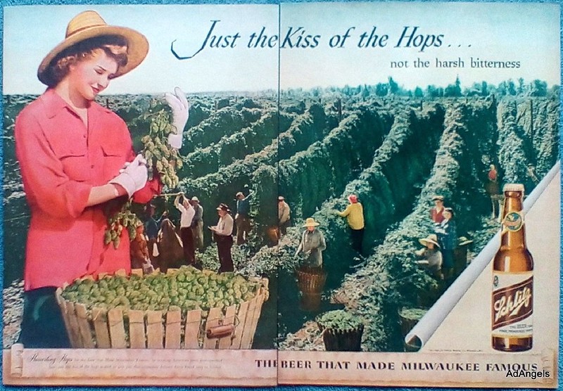 Schlitz-1946-Beer-Harvesting-Hops-People-Picking-Kiss