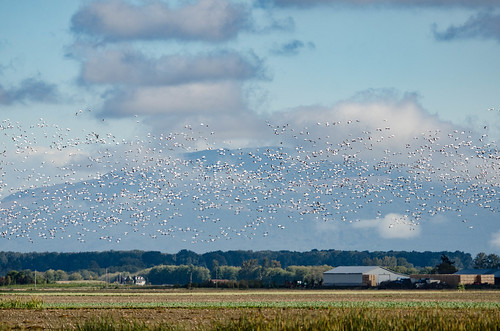Snow Geese in the Skagit Delta-005