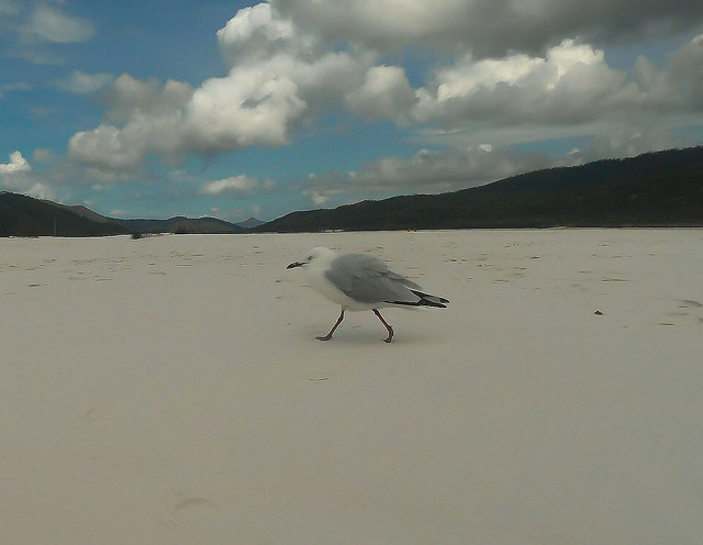 Airlie Beach y las paradisíacas Whitsunday Islands - AUSTRALIA POR LIBRE: EL PAÍS DEL FIN DEL MUNDO (34)