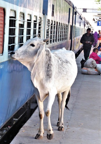 bikaner-jaisalmer-train (35)