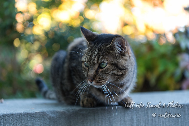 고양이 한 마리가 돌 담 위에 앉아 한 곳을 응시하고 있다.