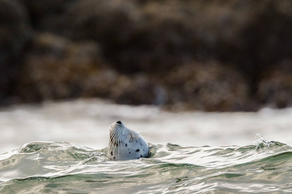 A harbor seal floats at the top of a wave near the shores of Cobble Beach at Yaquina Head Oustanding Natural Area in Newport, Oregon