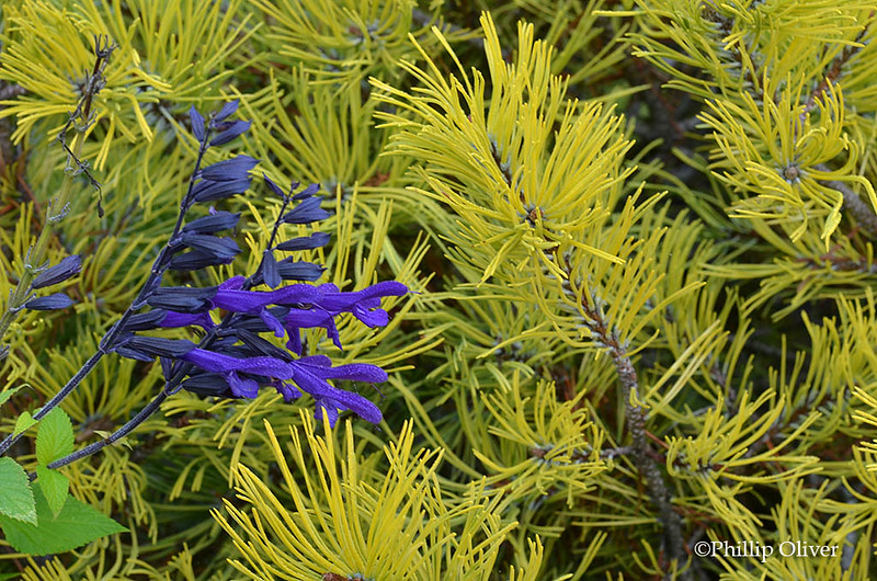 Salvia 'Amistad' and Pinus mugo 'Aurea'