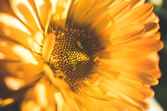Yellow flower - Photo of La Crèche