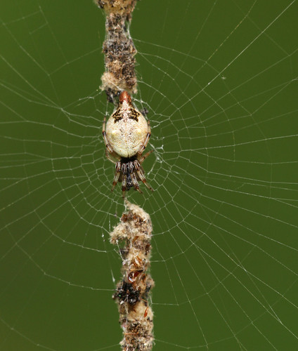 arthropoda spider arachnida araneae araneidae cyclosa cyclosaturbinata trashlineorbweaver northcarolina piedmont sigma150mmexdgf28macro arachtober