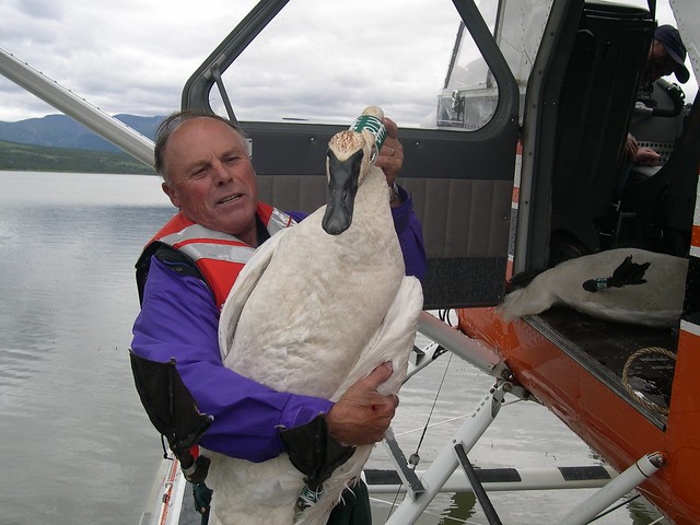 Rod Drewien with Swan
