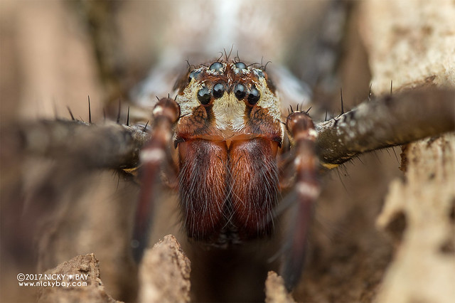 Lace sheet spider (Psechrus sp.) - DSC_0583