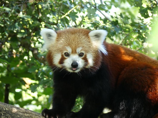Roter Panda, Schönbrunn