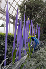Chihuly 2017 - 115