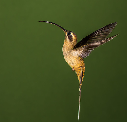 longbilledhermit hermit hummingbird phaethornislongirostris phaethornis phaethornithinae trochilidae nigelje lagunadellagartolodge bocatapada costarica