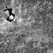 Crouching wall hidden Pigeon