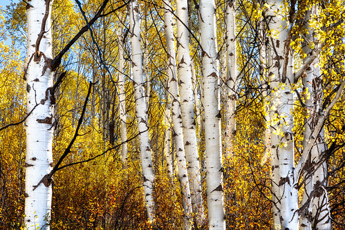 fall gold trees outdoor landscape leafs idaho canon5dmkiii forest wood tree
