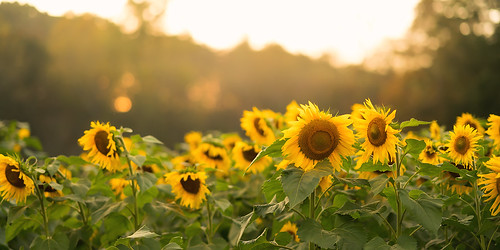 Late Afternoon Sunflowers [EXPLORED]