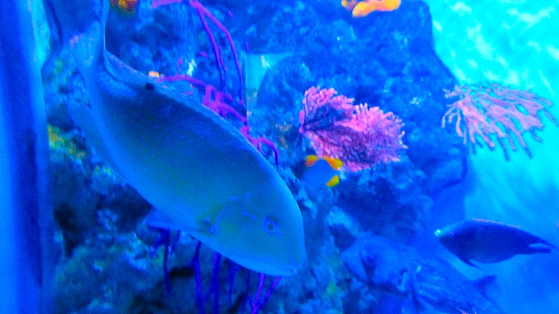 Kagoshima Aquarium Kinko Bay