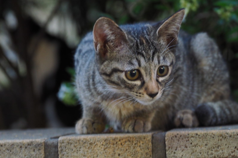 池袋駅前公園の猫。茂みの中のニューフェイス仔猫キジ虎。