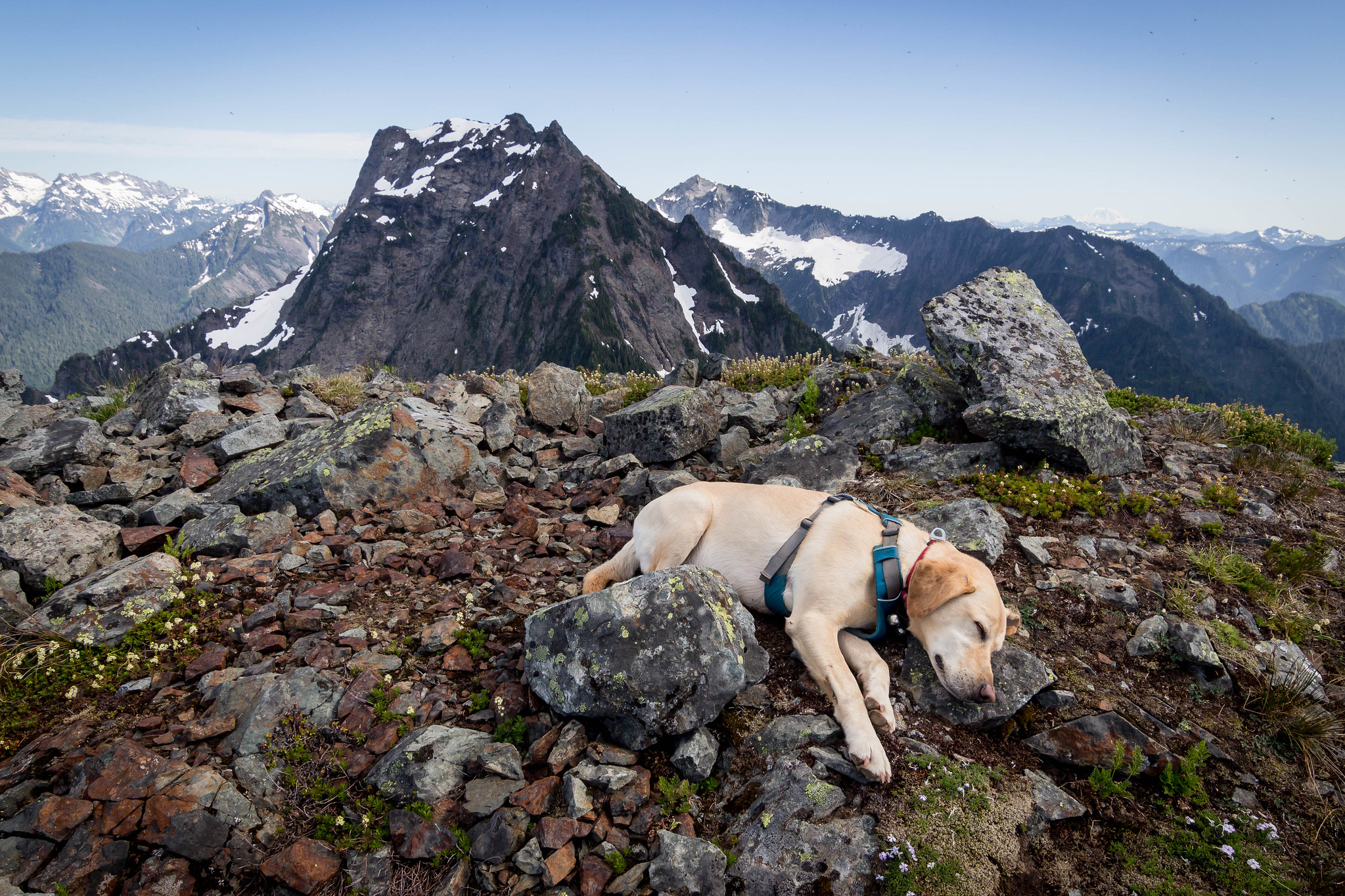 Summit dogs on Hall Peak