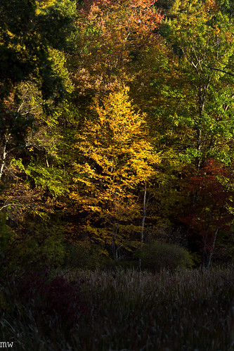 autumn foliage leaves trees 6d 70200mm