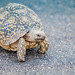 Leopard tortoise