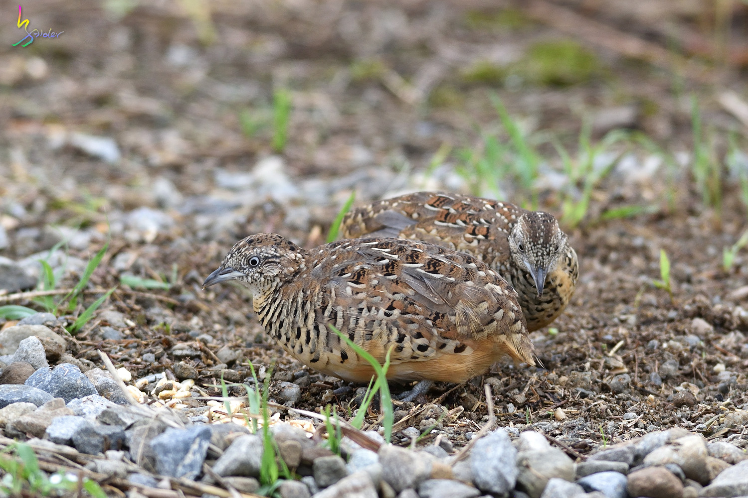 Barred_Buttonquail_3703
