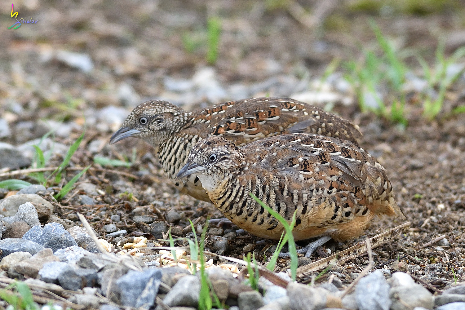 Barred_Buttonquail_3711