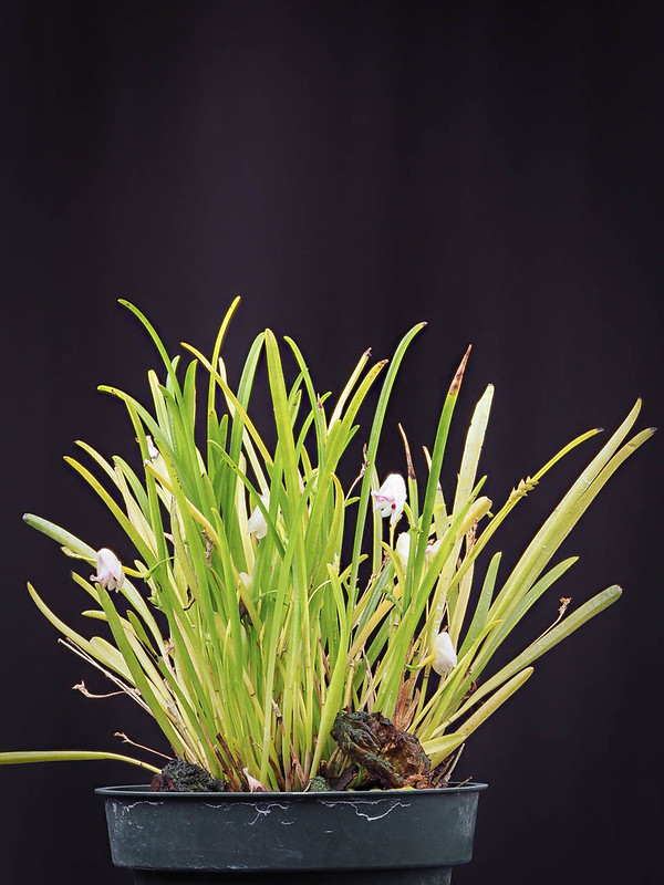Polystachya aconitiflora (plant)