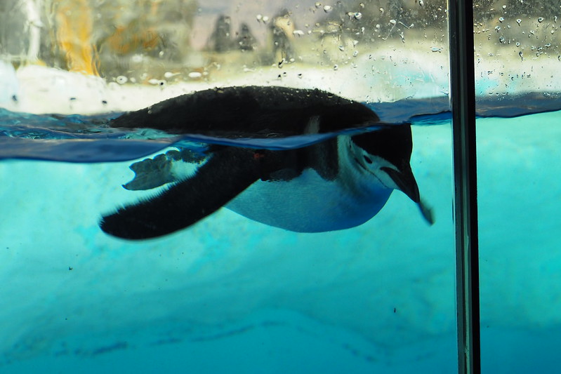 名古屋港水族館ペンギン