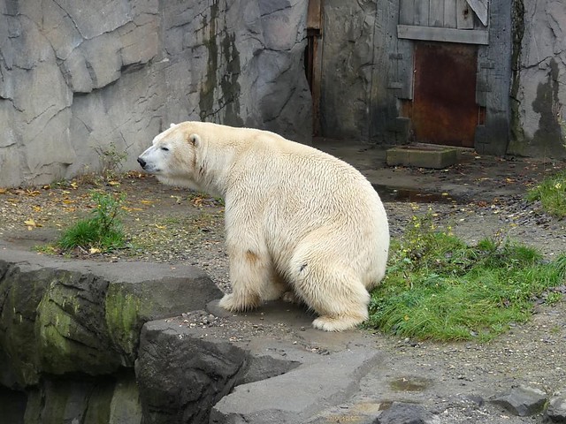 Eisbär Nanuq, Zoo Hannover