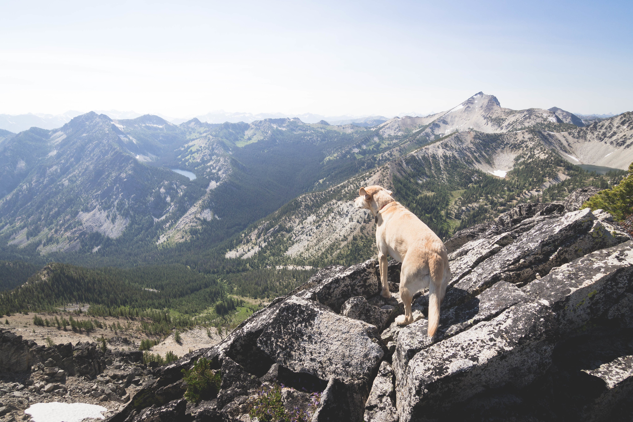 Summit dogs on Beefhide Butte