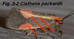 Fig 3-2 Cisthene packardii LA7717305-Tyler